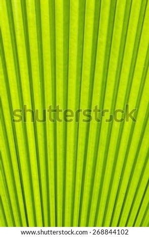 Leaf, Palm Tree, Green Color, Backgrounds, Nature./palm leaf.