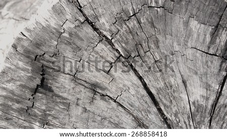 Trunk section./Wood - Material, Pattern, Cross Section, Textured, Old./Wood Cross Section Of Tree Trunk Year Rings , On Cracked Wooden Log