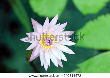 light pink lotus in small pond