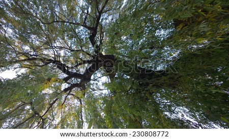 View of the willow tree from the bottom up - surrounded by foliage - hanging willow branches