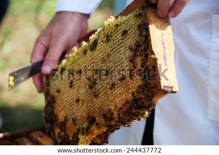 Honeycomb in a bee farm