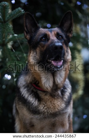 winter vertical portrait of dog