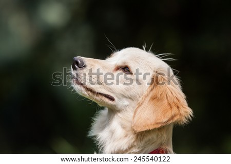 autumn profile portrait of dog outside