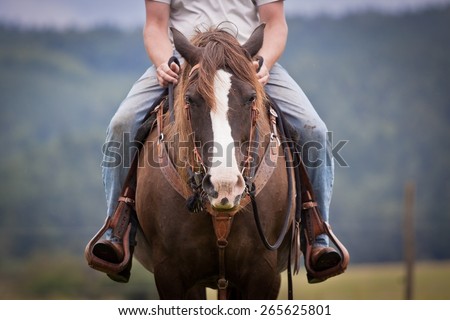 western ride style, horse with rider, jeans, blue background, horse listen to the rider, horse riding