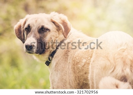portrait of dog with collar standing outside