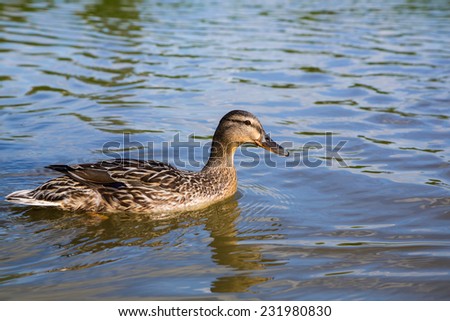 Female mallard duck swims down the river