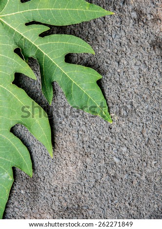 papaya leaf on floor