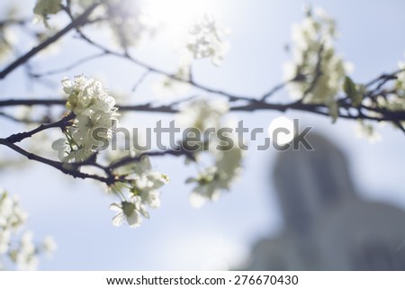 flowers blossomed on tree in spring with lighting in close plan