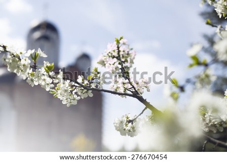 flowers blossomed on tree in spring with lighting in close plan