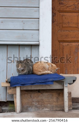 Two cats lie on a bench outside the house in the village Stariy Izborsk, Pskovskaya oblast, Russia, 3 October 2014