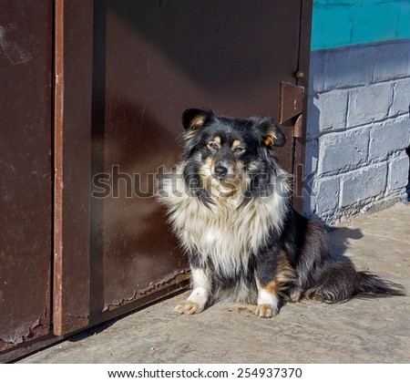 Stray dog at the closed door