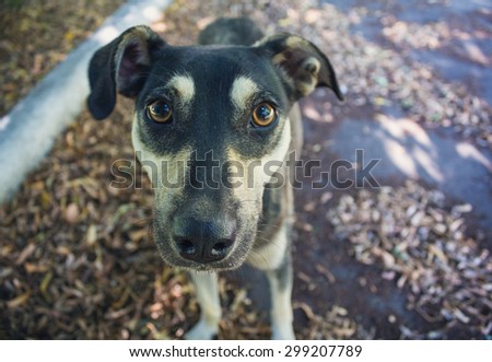 Stray dog gazing at the camera close-up