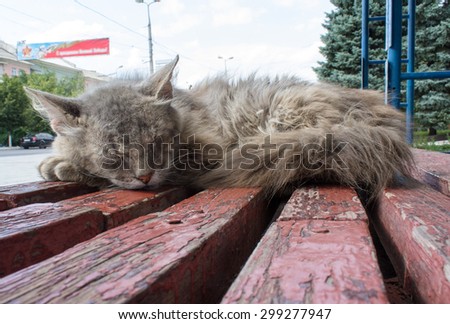 Homeless cat sleeps at a bus stop