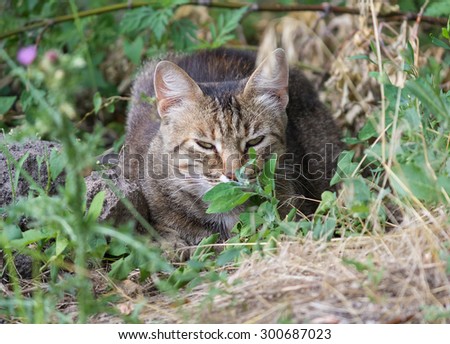 Homeless gray cat hiding in the grass