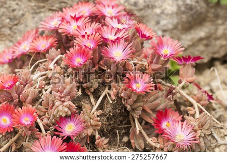 orange and purple flowers of a succulent plant