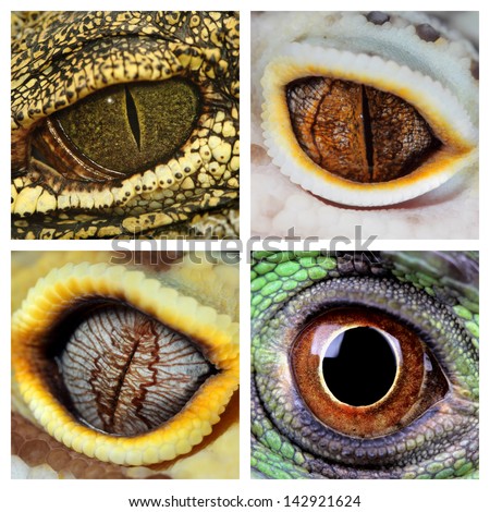A Collage Of The Eyes Of Four Different Reptiles, A Green Iguana, A Crocodile And A Leopard Geckos