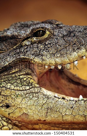 close up of the head of a nile crocodile opening the mouth
