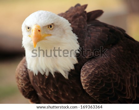 portrait of a fantastic and impressive bald eagle