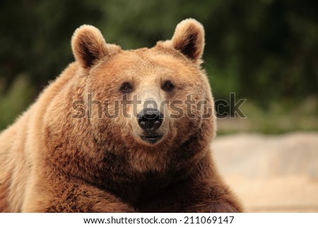 wild brown bear resting