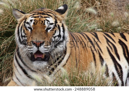 portrait of a Siberian Tiger laying in a field of tall grass