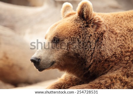 wild brown bear resting