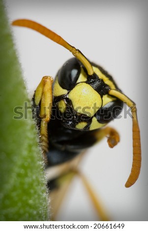 a macro of an insect, a wasp