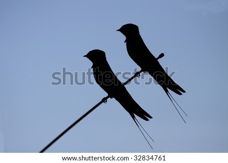 two swallows silhouette on a sky background