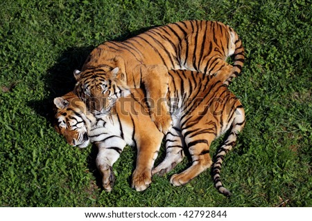 a fantastic pair of tigers sleeping in love