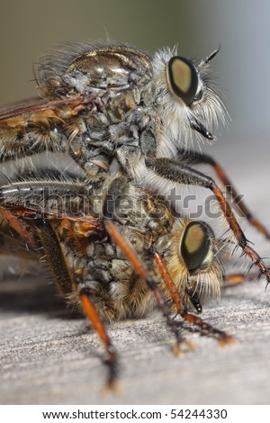 a extreme macro of a small insect