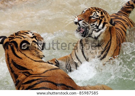two tigers fighting in the water