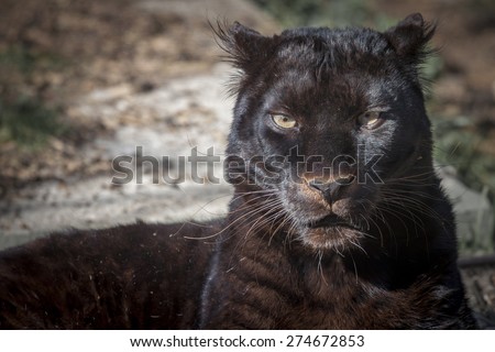 portrait of a beautiful black panther
