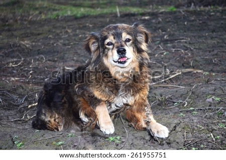 Doggy / a small sized mutt dog