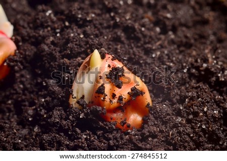 Sprouted Corn Grain/ a germinated corn grain on wet soil