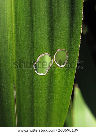 Leaf with holes,drilled green list, eaten by pests.