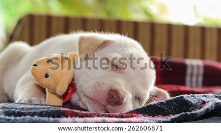 Portrait adorable little puppy, lying with toy teddy bear, soft focus