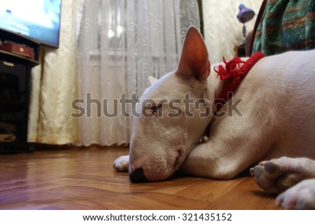 English bull Terrier sleeps on the floor