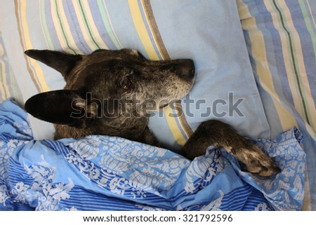 Grey shepherd dog in bed under the covers