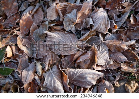 Frost leaves on the forest floor