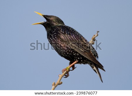 Common Starling - Sturnus vulgaris