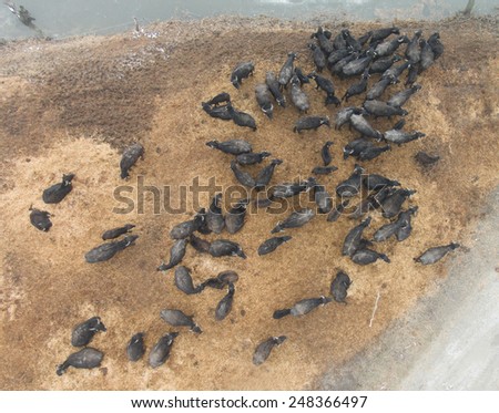 Aerial view - flock of water buffalos