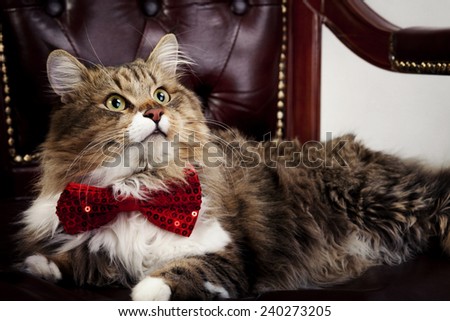 Beautiful Maine Coon cat in a luxurious leather chair in the bow tie around his neck