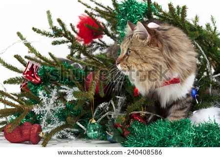 Cat knocked over the tree