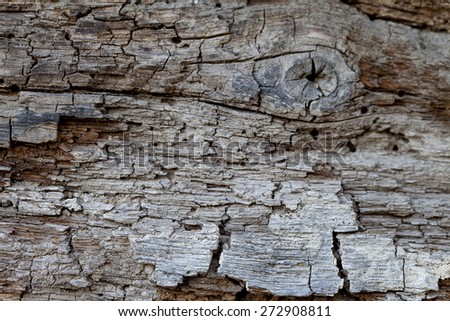 This macro closeup of a weather worn oak or pine board has a great texture and would be perfect for a background.