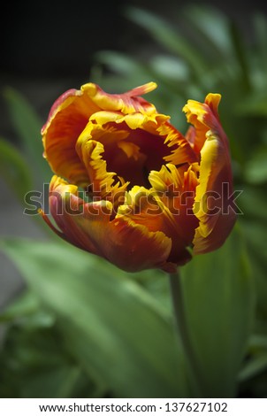 Yellow and orange parrot tulip flower detail.