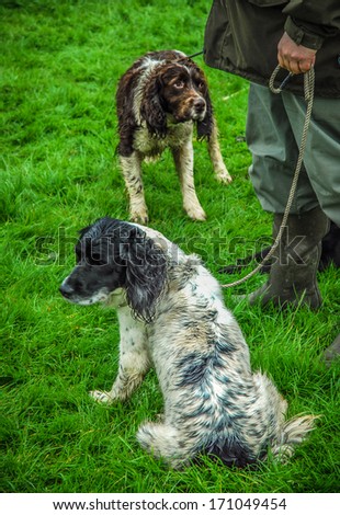 Springer spaniel gun dogs with their master in the countryside.