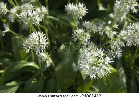 Wild Garlic Flowers