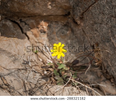 A single Yellow Hieracium (hawkweed) wildflower growing in rock.