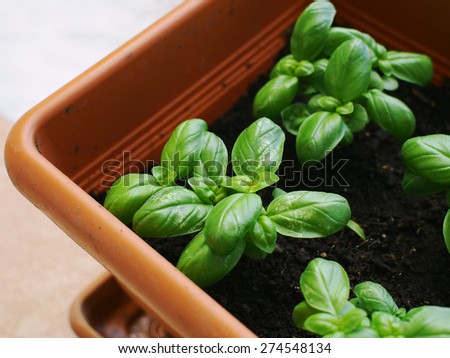 Small basil plants growing outdoors in a rectangular garden pot