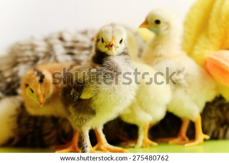 Baby chickens among toys