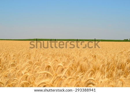 Cereal field. Cereal grains are grown in greater quantities and provide more food energy worldwide than any other type of crop;[citation needed] they are therefore staple crops.